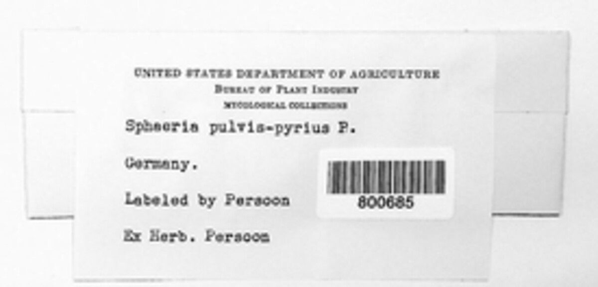 Melanomma pulvis-pyrius image